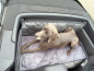 Preview: Hundetransport Rückbank Ausbau Porsche 911 991 Cabrio für Hunde