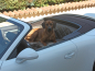 Preview: Rückbank Ausbau Porsche 911 991 Cabrio für Hunde