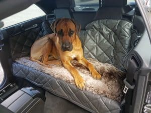 Hundetransport Rückbank Rücksitz Hund Mercedes Benz E 300 Cabrio